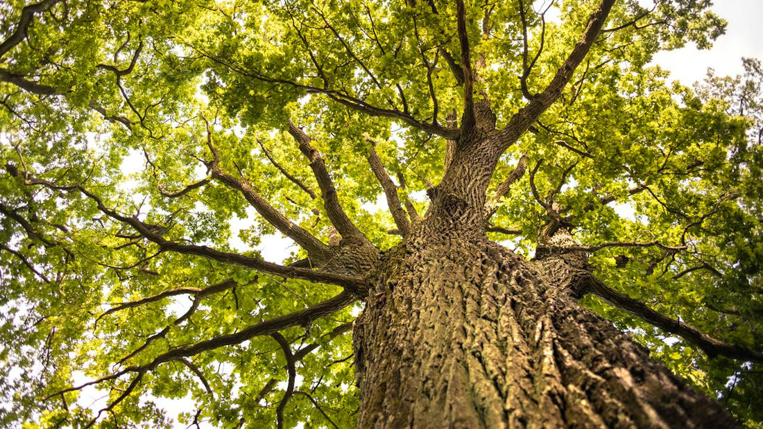 ein hoher Baum mit vielen grünen Blättern