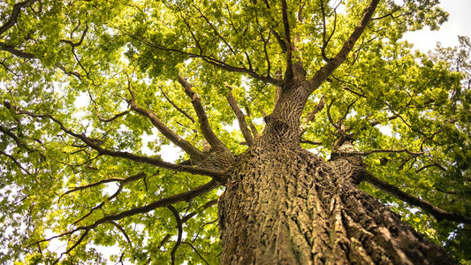 ein hoher Baum mit vielen grünen Blättern